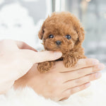 Soft short-pile puppy plush doll for kids