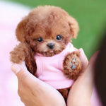 Cute puppy plush toy for kids and children's rooms